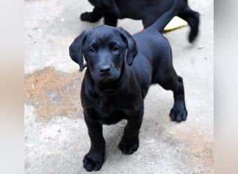 Labrador - Dobermann (Dolabs) Mischlingswelpen,