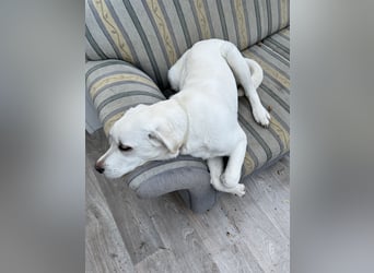 Labrador Hündin 7 Monate alt weiß