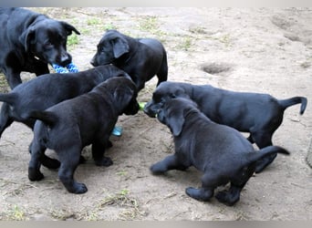 Labrador - Dobermann (Dolabs) Mischlingswelpen,