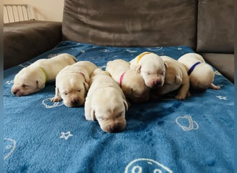 Labrador Retriever Welpen in gelb und weiß