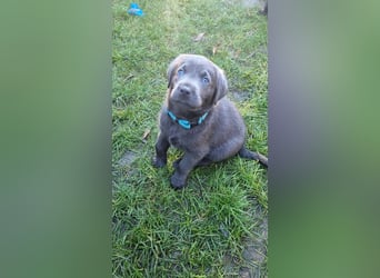 Labrador Welpen  in der Farbe Charcoal