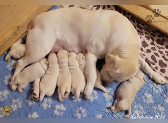 Traumhafte Labrador-Welpen suchen ein liebevolles Zuhause!