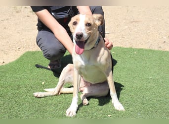 Bionda, Labrador-Mix, lieb und verträglich