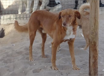 Pongo, Mix Labrador / Podengo , lieb und verträglich