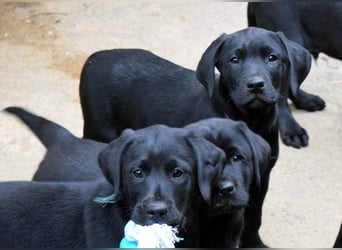 Labrador - Dobermann (Dolabs) Mischlingswelpen,