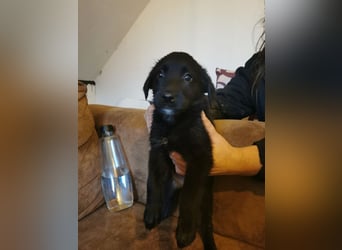 Labrador/Bordercolly/Schäferhundwelpen,Update 5 Mädels sind noch da.