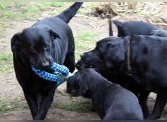 Labrador - Dobermann (Dolabs) Mischlingswelpen,