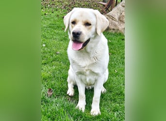 Labrador Retriever Welpen in gelb und weiß