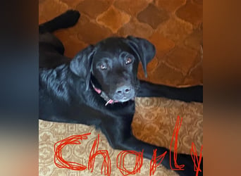 Charly (verkauft)