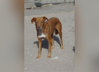 Pongo, Mix Labrador / Podengo , lieb und verträglich