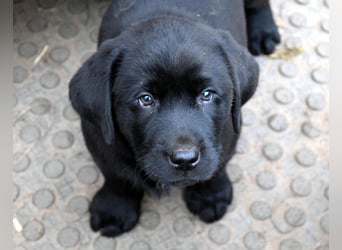 Labrador - Dobermann (Dolabs) Mischlingswelpen,