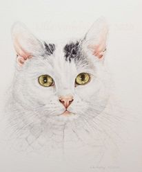 Katze, Ink, Tierzeichnung, Tierportrait tusche