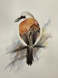 Natur, Tiere, Neuntöter, Aquarell