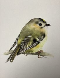 Aquarell, Vogel, Wintergoldhähnchen, Tiere