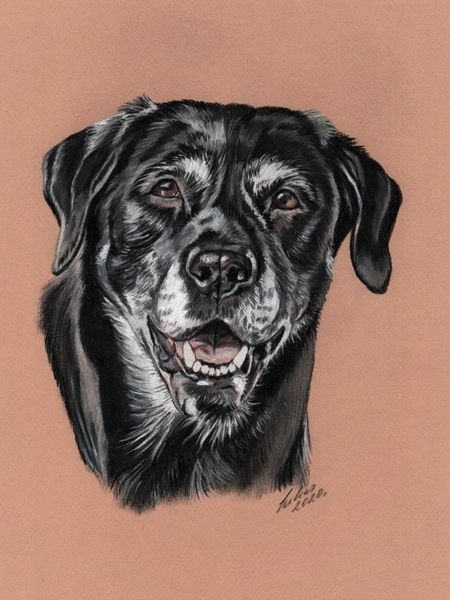 Hundeportrait, Tierzeichnung, Tiermalerei, Hund