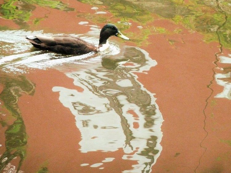 Wasser, Spiegelung, Valznerweiher, Ente