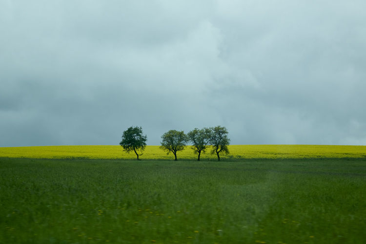 Raps, Horizont, Gelb, Grün