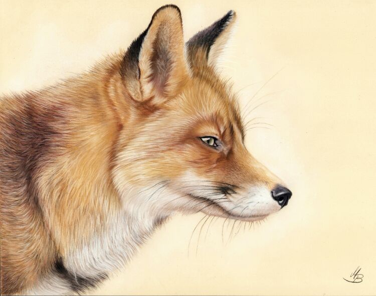 Fuchs, Pastellkreide, Zeichnung, Tierportrait