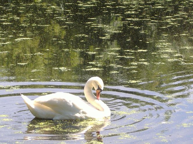 Schwan, Teich, Grünspiegelungen, Fotografie