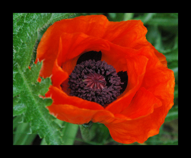 Blüte, Fotografie, Mohn, Rot