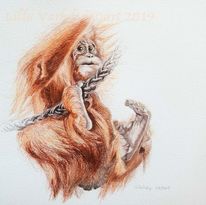 Affe, Tierzeichnung, Animaldrawing, Orangutan