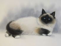 Katze, Tier, Aquarell