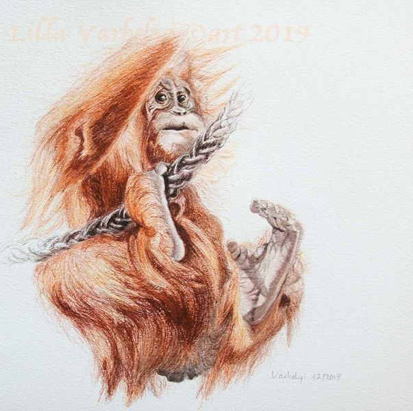 Orangutan, Tierwelt, Wildlifedrawing, Primat, Affe, Tuschmalerei