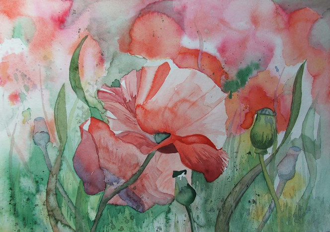 Mecklenburg, Aquarell, Mohn, Blüten