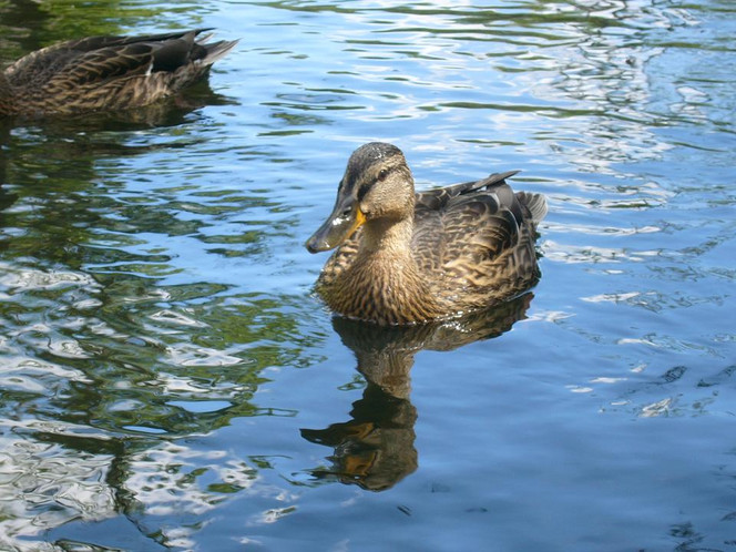 Fotografie, Süße, Ente