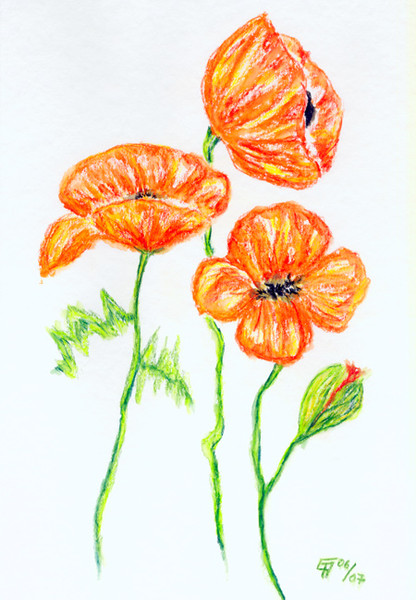 Aquarellstifte, Malerei, Stillleben, Mohn