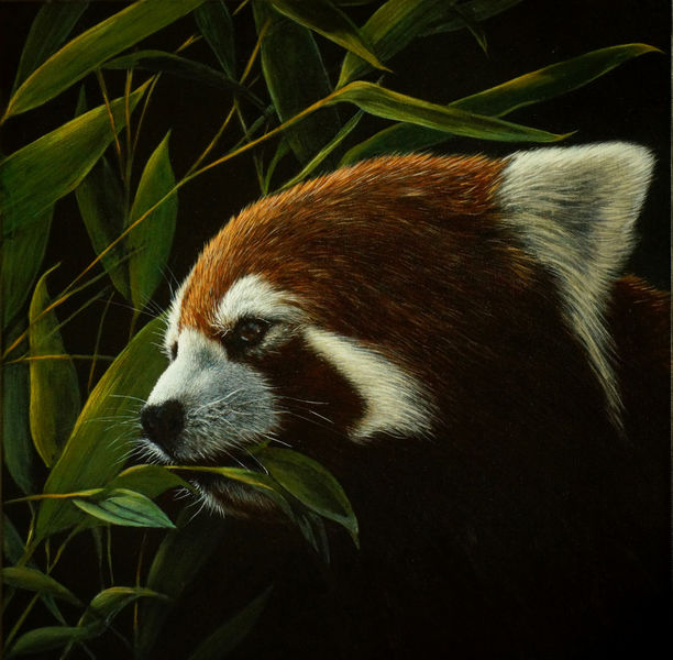 Wildlife, Augen, Red panda, Realismus