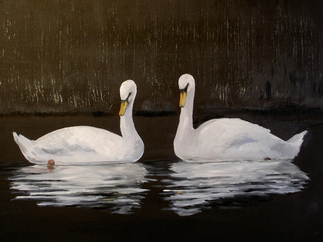 Nacht, Tiere, Schwan, Natur