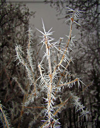 Winter, Strauch, Schuttberg, Raureif