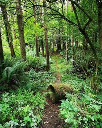 Pflanzen, Natur, Wald, Fotografie