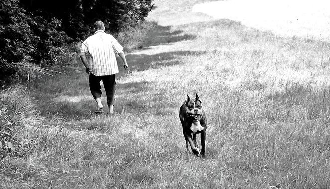 Hund, Göttergatte, Wiese, Boxer