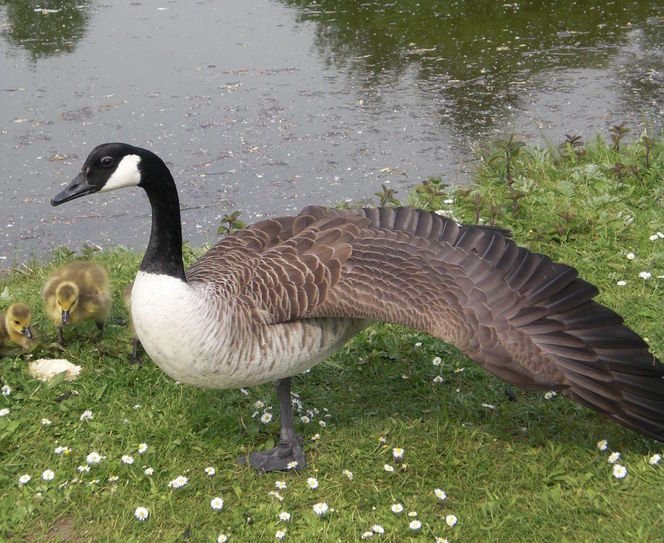 Gänse, Fotografie, Nest, Pas