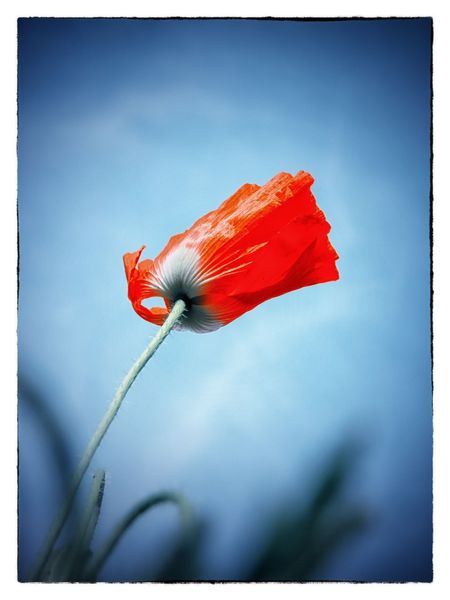 Mohn, Mai, Fotografie, 