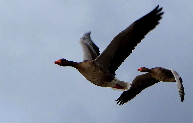 Flügel, Gänse, Flug, Fotografie