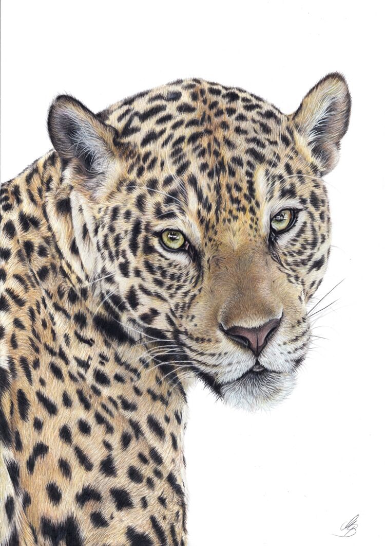 Jaguar, Tierportrait, Buntstiftzeichnung, Raubkatze