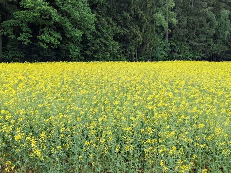 Gelb, Landschaft, Franken, Raps