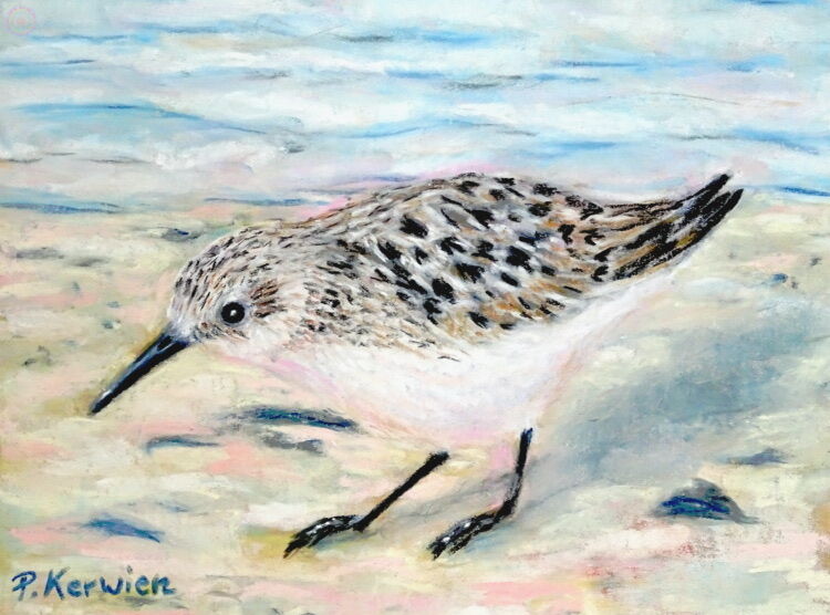 Sanderling, Vogel, Bird, Strand