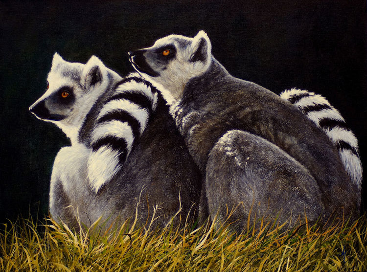 Lemurs, Gemälde, Wildlife, Augen