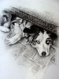 Hundeportrait, Hundezeichnung, Kohlezeichnung, Zeichnungen