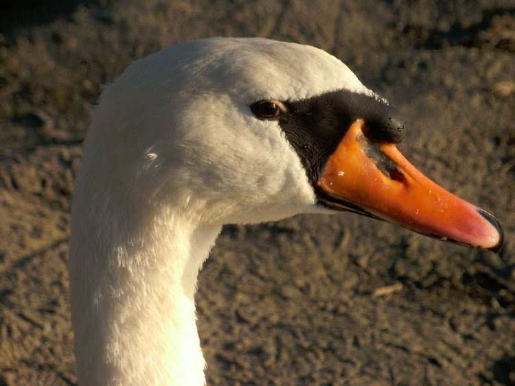 Schwan, Fotografie