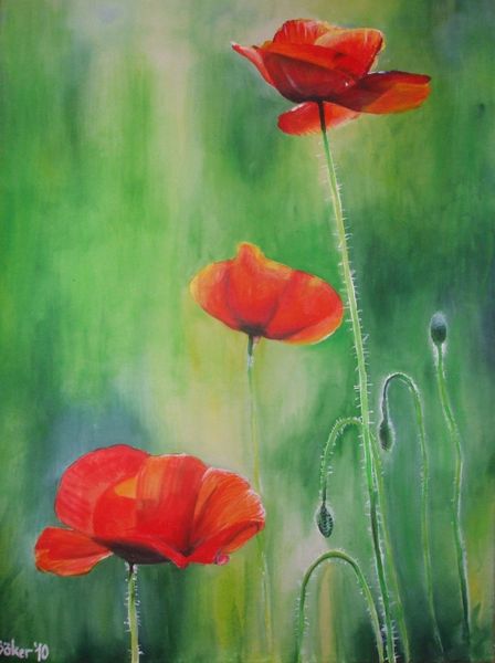 Mohn, Mohnblumen, Blume, Rote blumen