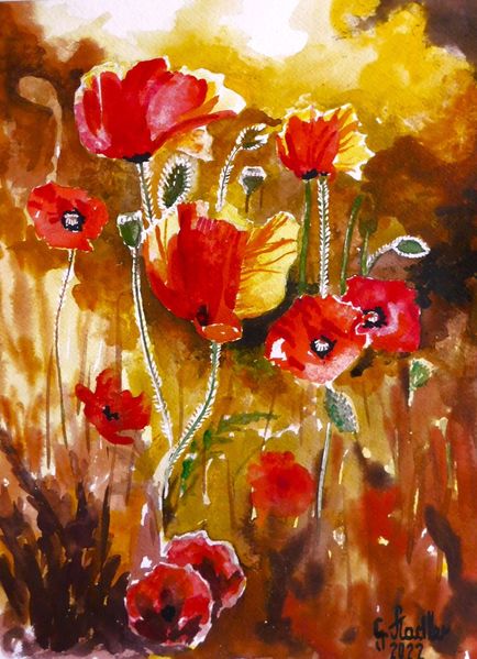 Mohn, Blume, Zart, Abendlicht