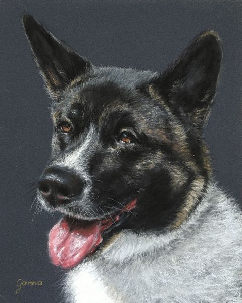 Akita, Tier, Portrait, Tierbilder