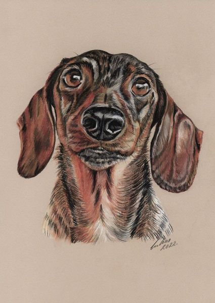 Hundeportrait, Tierzeichnung, Tiermalerei, Hund