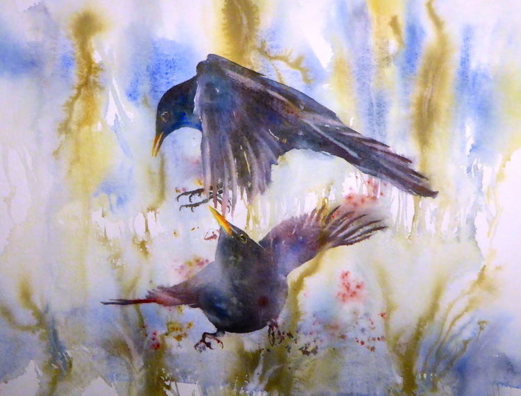 Amsel, Aquarellmalerei, Aquarell, Bird