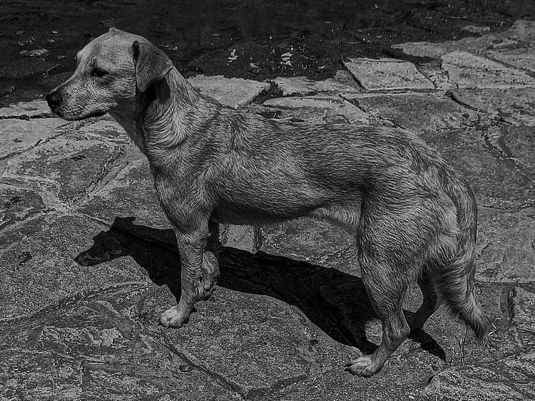 Fotografie, Tiere, Ausdruck, Realismus